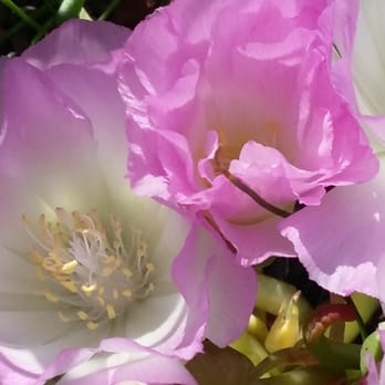 Regional Parks Botanic Garden at Tilden - Spring 2016 - Botanical Gardens Near Me - Berkeley, California