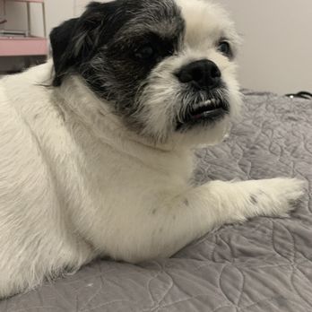 Lavish Licks - Pet Groomers Near Me - Las Vegas, Nevada