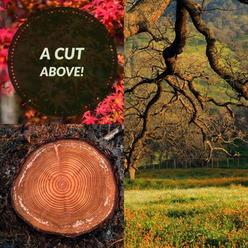 Arbor & Earth - a cut of a tree - Tree Services Near Me - Chico, California Arbor & Earth - a cut of a tree - Tree Services Near Me - Chico, California