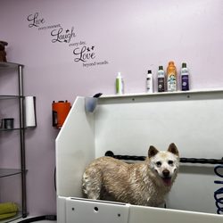 Muddy Paws - Self-serve tub