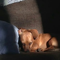 Miss Charlotte's Pampered Pets Boutique & Spa - Lives Melissa