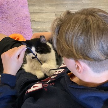 PHX Cat Cafe - Charlie Chaplin and friend - Pet Adoption Near Me - Phoenix, Arizona PHX Cat Cafe - Charlie Chaplin and friend - Pet Adoption Near Me - Phoenix, Arizona