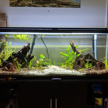 Jared's Aquarium Service - Aquascaping - Aquarium Services Near Me