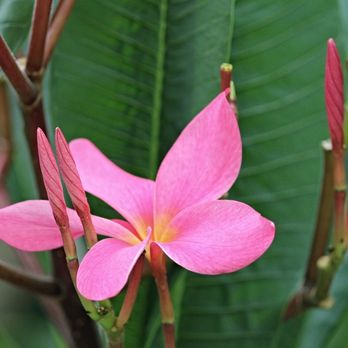 Plumeria Gardens - Nurseries & Gardening Near Me - Orlando, Florida