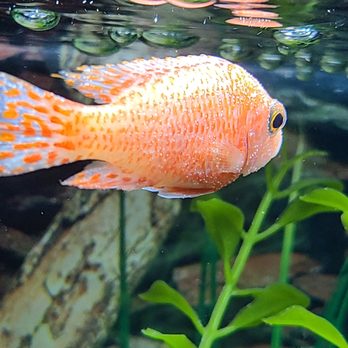 Aquarium Arts - Local Fish Stores Near Me - Mesa, Arizona