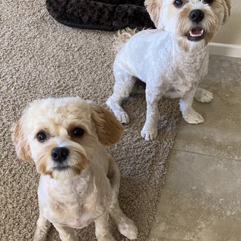 Styles Pet Grooming - "Monroe" and "Rigby" after a visit to styles. - Pet Groomers Near Me - Yucaipa, California Styles Pet Grooming - "Monroe" and "Rigby" after a visit to styles. - Pet Groomers Near Me - Yucaipa, California