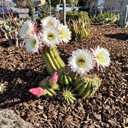 Trumpet cactus in full bloom Trumpet cactus in full bloom