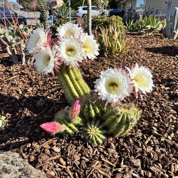Natural Vibrations - Trumpet cactus in full bloom - General Contractors Near Me