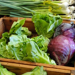 Quetzal Farm - Scallions, baby lettuces and red cabbage