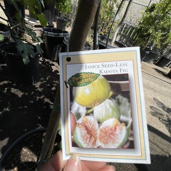 Emily Garden Nursery - Kadota fig tree which have delicious fruits. I already own a tree - Nurseries & Gardening Near Me - Santa Ana, California Emily Garden Nursery - Kadota fig tree which have delicious fruits. I already own a tree - Nurseries & Gardening Near Me - Santa Ana, California