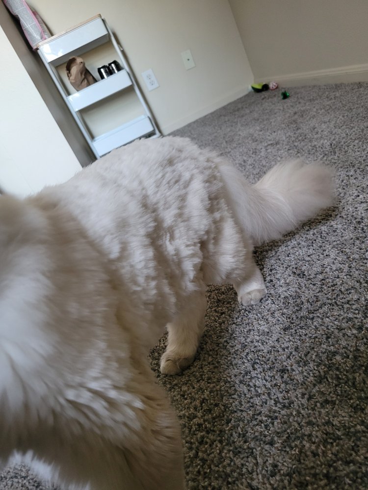 PEPPER’S PAWFECTION Updated August 2024 47 Photos 108 Sherman Ave, Ames, Iowa Pet