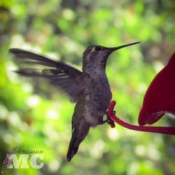 Los Padres Forest Association - Wheeler Gorge Visitor Center - A sweet hummingbird.