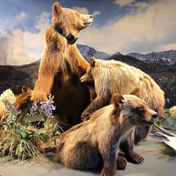 Beaman Park Nature Center - Bears
