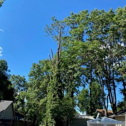 Sticks in the air are the destroyed trees