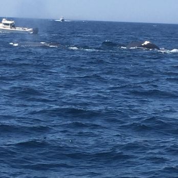 7 Seas Whale Watch - Whale Watching Tours Near Me - Gloucester, Massachusetts 7 Seas Whale Watch - Whale Watching Tours Near Me - Gloucester, Massachusetts