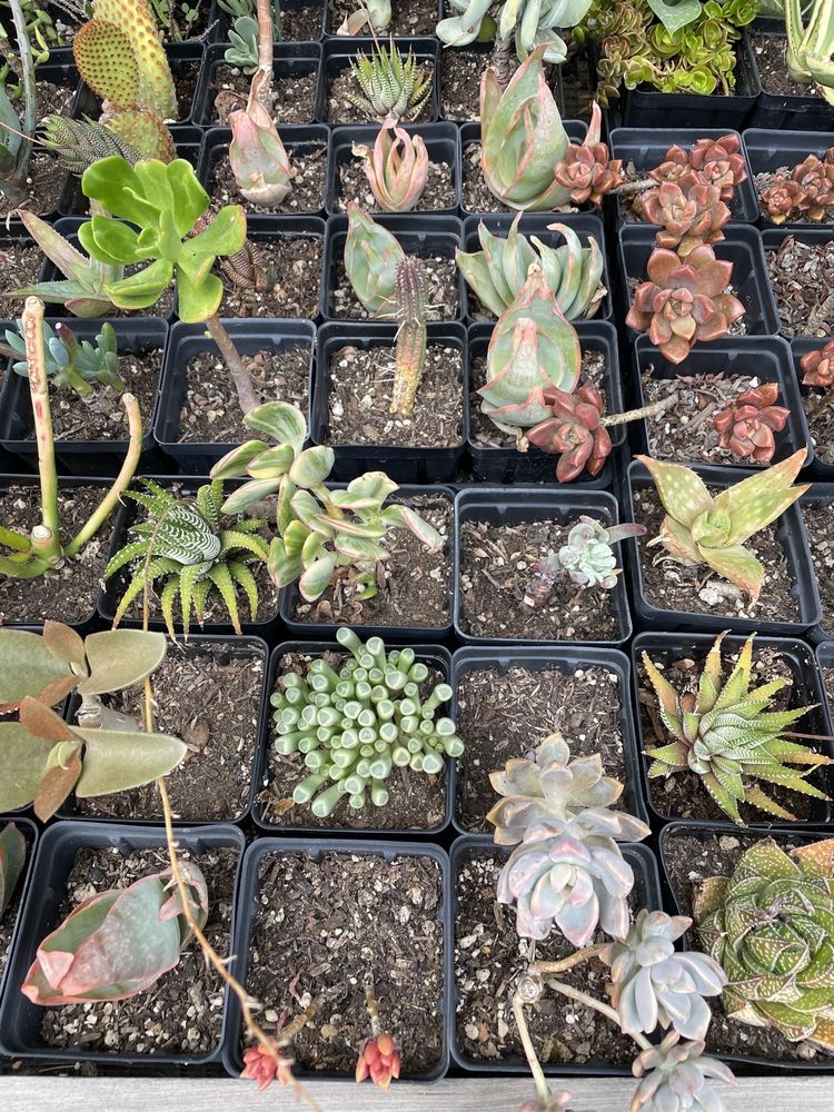 JD FAMILY FARMS Updated August 2024 769 Branch Mill Rd, Arroyo