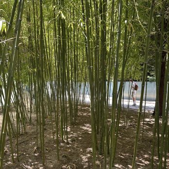Salesforce Park - Makeshift Bamboo Forest - Parks Near Me - San Francisco, California Salesforce Park - Makeshift Bamboo Forest - Parks Near Me - San Francisco, California