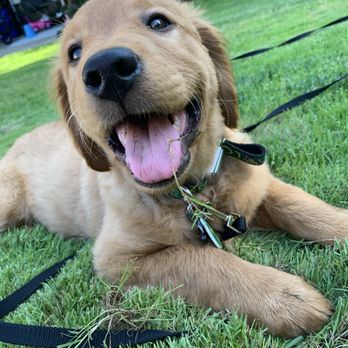 Expert Dog Walking - Dog Walkers Near Me Expert Dog Walking - Dog Walkers Near Me