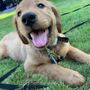 Photo of Expert Dog Walking