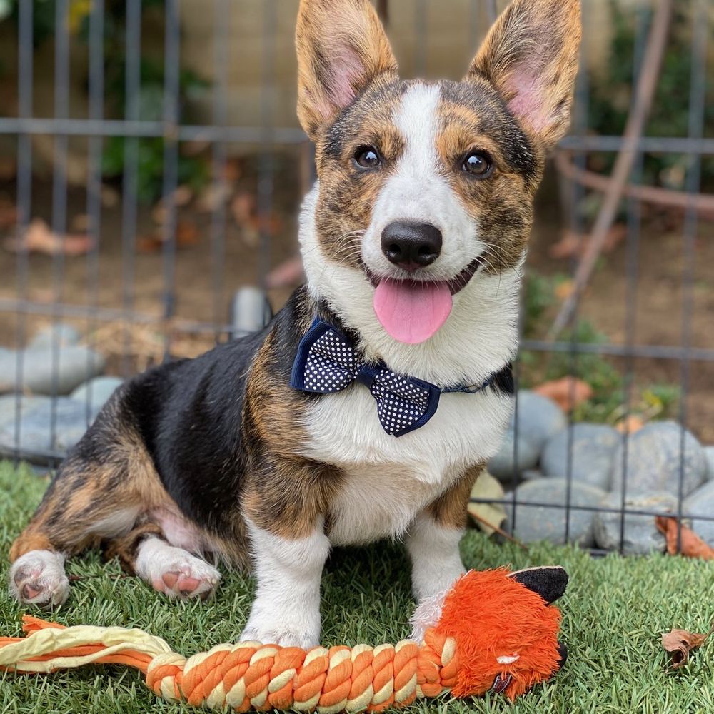 Wet Noses Dog Training - Pet Training Near Me Wet Noses Dog Training - Pet Training Near Me