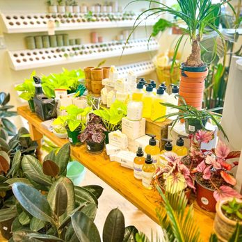 The ZEN Succulent - Home Decor Near Me - Durham, North Carolina The ZEN Succulent - Home Decor Near Me - Durham, North Carolina