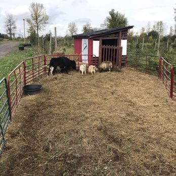 Halmony Farms - Animals change out. All adorable - Farms Near Me - Lockport, New York Halmony Farms - Animals change out. All adorable - Farms Near Me - Lockport, New York