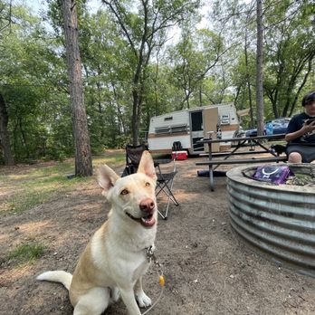 Clear Lake State Park - Site #118 and a very cute dog named Oberon - Parks Near Me - Atlanta, Michigan