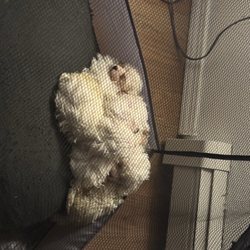 North Pole Veterinary Hospital - Stella's five puppies