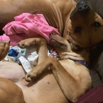 Memphis Animal Services - Kodie and nala - Animal Shelters Near Me - Memphis, Tennessee Memphis Animal Services - Kodie and nala - Animal Shelters Near Me - Memphis, Tennessee