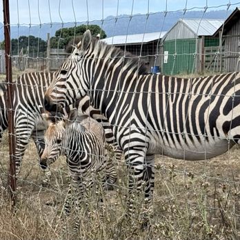 B Bryan Preserve - Baby zebra with the Mommas - Tours Near Me - Point Arena, California B Bryan Preserve - Baby zebra with the Mommas - Tours Near Me - Point Arena, California