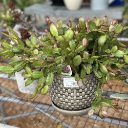 Passiglia Landscape, Nursery & Garden Center - Thanksgiving cactus