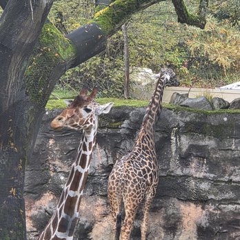Oregon Zoo - Giraffes - Zoos Near Me - Portland, Oregon