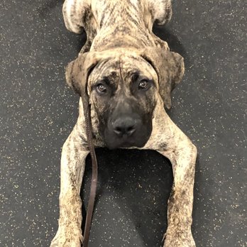 TyCalK9 - Duke, the most handsome Presa Canario! - Pet Training Near Me - Arcola, Texas TyCalK9 - Duke, the most handsome Presa Canario! - Pet Training Near Me - Arcola, Texas