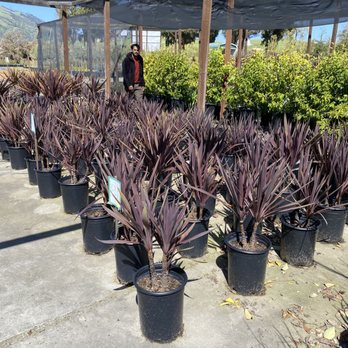 Calaveras Nursery - Nurseries & Gardening Near Me - Sunol, California