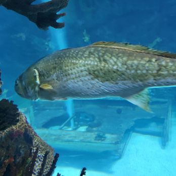 Dive Lounge - Dinner? - Lounges Near Me - Denver, Colorado Dive Lounge - Dinner? - Lounges Near Me - Denver, Colorado