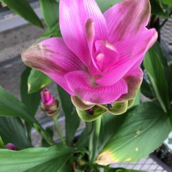 Sobeys - Curcuma