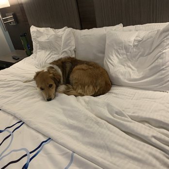 La Quinta - Lailanis worn out. - Hotels Near Me - Aberdeen, Maryland