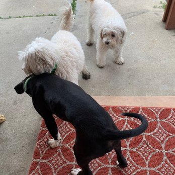 The Dogg Lounge - Michelle send them home looking cute ALWAYS, and it's up to us to maintain them - Pet Groomers Near Me - Whittier, California The Dogg Lounge - Michelle send them home looking cute ALWAYS, and it's up to us to maintain them - Pet Groomers Near Me - Whittier, California