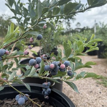 Zeezenia Farm & Sofra - Depending on the season U-pick Farm with fresh berries. - Egyptian Near Me - Newberry, Florida