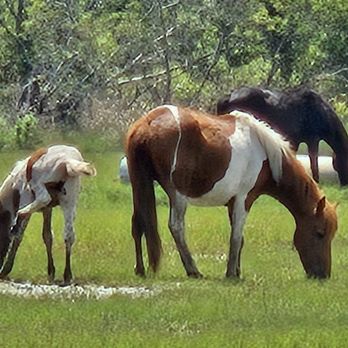 Riptide Pony Tours - Boat Tours Near Me Riptide Pony Tours - Boat Tours Near Me