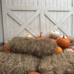 Tinys Milk & Cookies - Austin - Pumpkin photo op