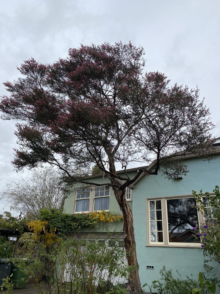 COMPLETE TREE CARE - Updated June 2026 - 74 Reviews - 1617 Francisco St ...
