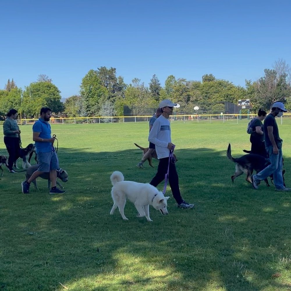 Bay Area Dog Training - Group glass in Sunnyvale - Pet Training Near Me