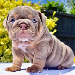 Cutesy bulldogs - Potty trained english bulldog puppies ready for adoption