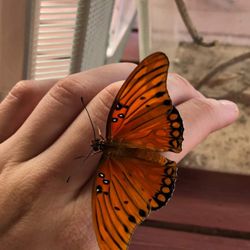 They raise Fritillary butterflies!