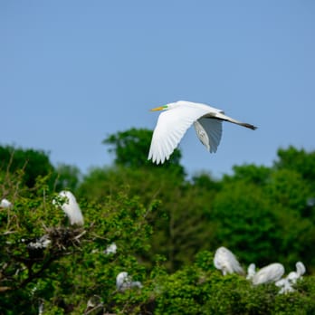 Houston Audubon Society - Public Services & Government Near Me - High Island, Texas