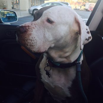 Pure Grooming - On our way home Trixie Lou smells amazing look how proud she is. Thank you Mike. We both appreciate it, she can sleep in my bed now - Pet Groomers Near Me - Poway, California Pure Grooming - On our way home Trixie Lou smells amazing look how proud she is. Thank you Mike. We both appreciate it, she can sleep in my bed now - Pet Groomers Near Me - Poway, California