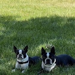 Mendocino Animal Hospital