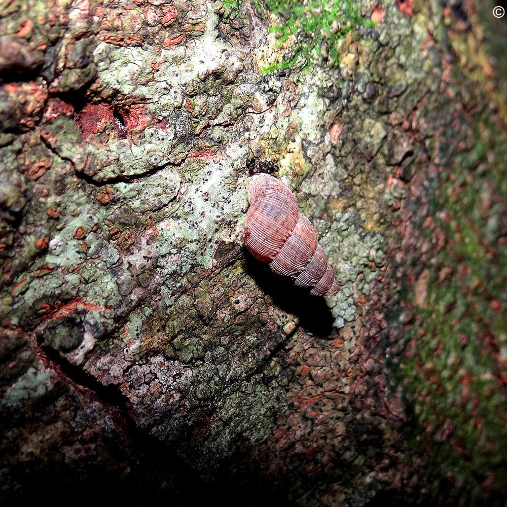 Castellow Hammock - A baby Liguus tree snail. - Parks Near Me - Miami, Florida Castellow Hammock - A baby Liguus tree snail. - Parks Near Me - Miami, Florida