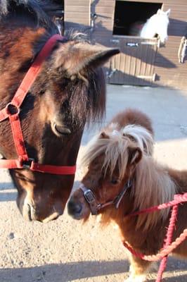 Stag Lodge Stables by null